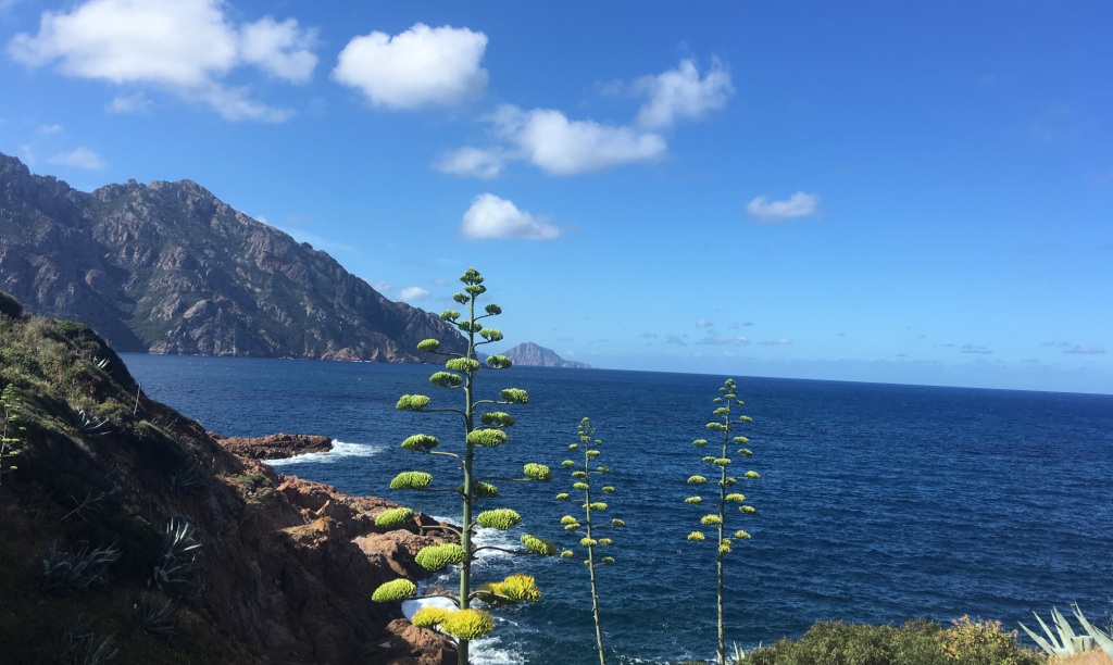 12 girolata 1
