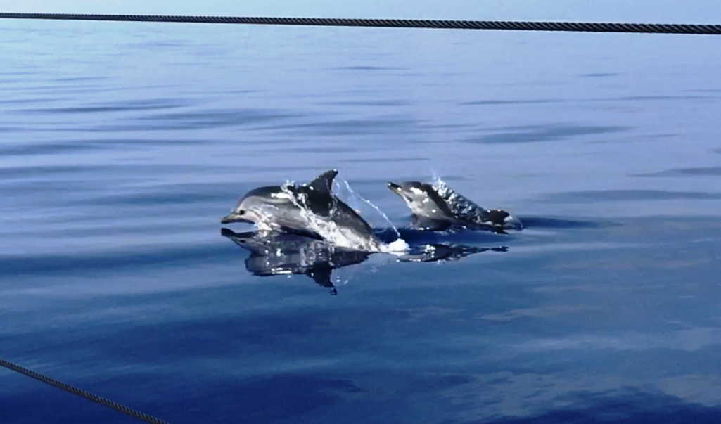 92 dauphins